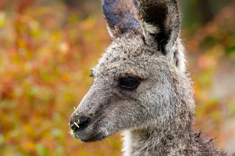 a close up of a kangaroo with a bush in the background, by Peter Churcher, pexels contest winner, eating, grey-eyed, portrait of a small, a horned