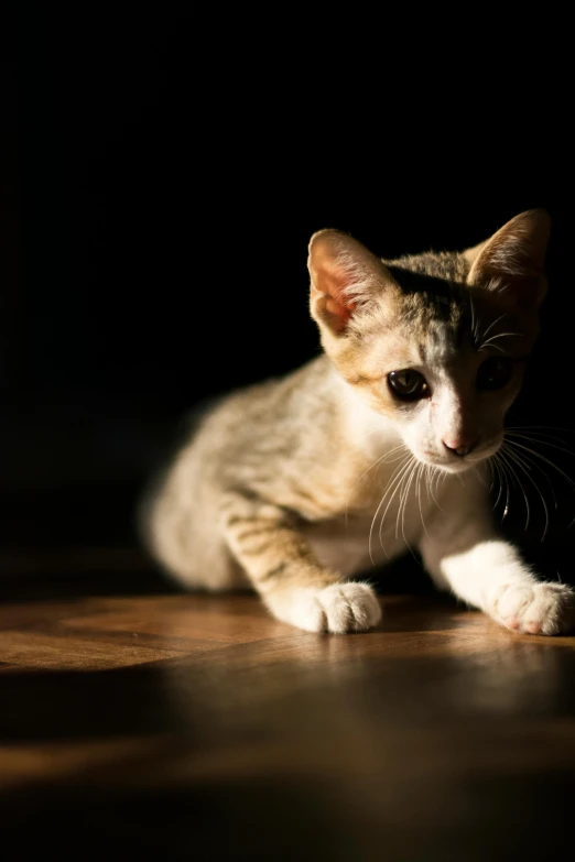 a cat sitting on top of a wooden floor, by Basuki Abdullah, unsplash, photorealism, dramatic backlighting, soft light - n 9, young and cute, out in the dark