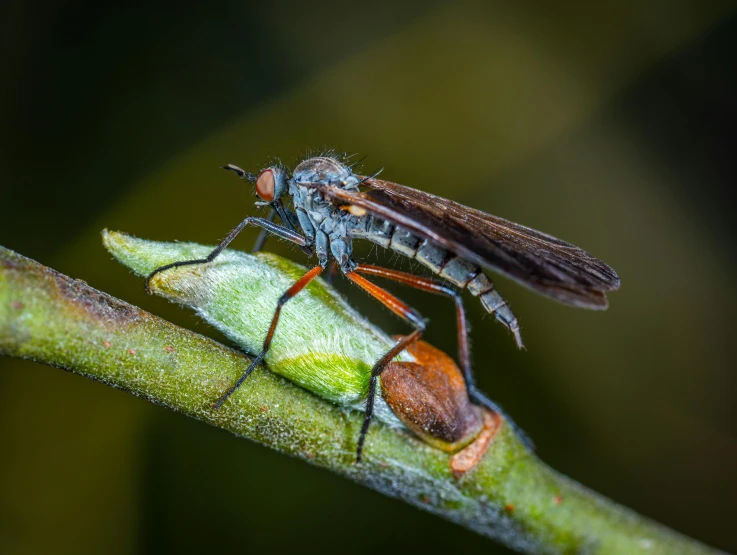 a close up of a fly on a leaf, by Eglon van der Neer, pexels contest winner, hurufiyya, sitting on a tree, brown tail, thumbnail, male and female