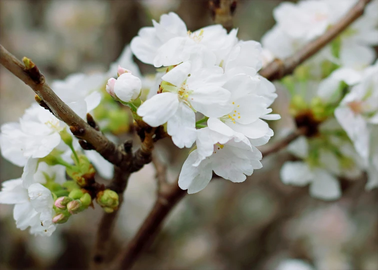 a close up of some white flowers on a tree, an album cover, inspired by Maruyama Ōkyo, trending on unsplash, no cropping, fruit trees, 2000s photo, made of glazed