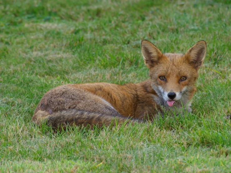 a fox that is laying down in the grass, by Robert Brackman, pexels contest winner, mixed animal, older male, full colour, various posed