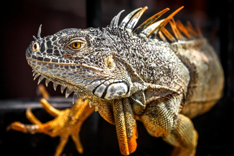 a close up of a lizard in a cage, pexels contest winner, photorealism, a dragon made of machine parts, 🦩🪐🐞👩🏻🦳, doing a hot majestic pose, huge spikey teeth