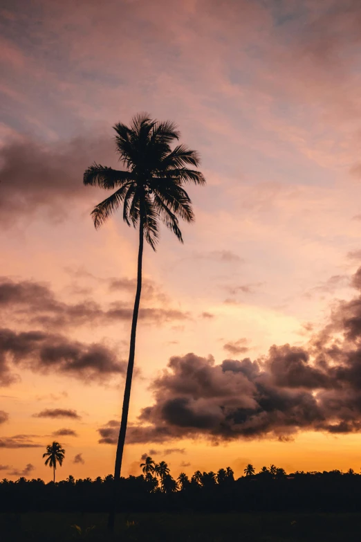 a couple of palm trees sitting on top of a lush green field, by Robbie Trevino, pexels contest winner, the bodhi tree at sunset, coconuts, sri lanka, sunset with cloudy skies