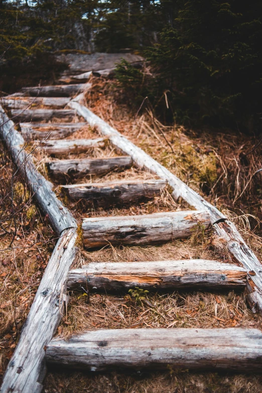 a wooden ladder going up a hill in the woods, an album cover, unsplash contest winner, rugged details, 2019 trending photo, pathway, charts