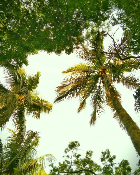 a group of palm trees that are next to each other, instagram picture, ((trees)), lush green, view up