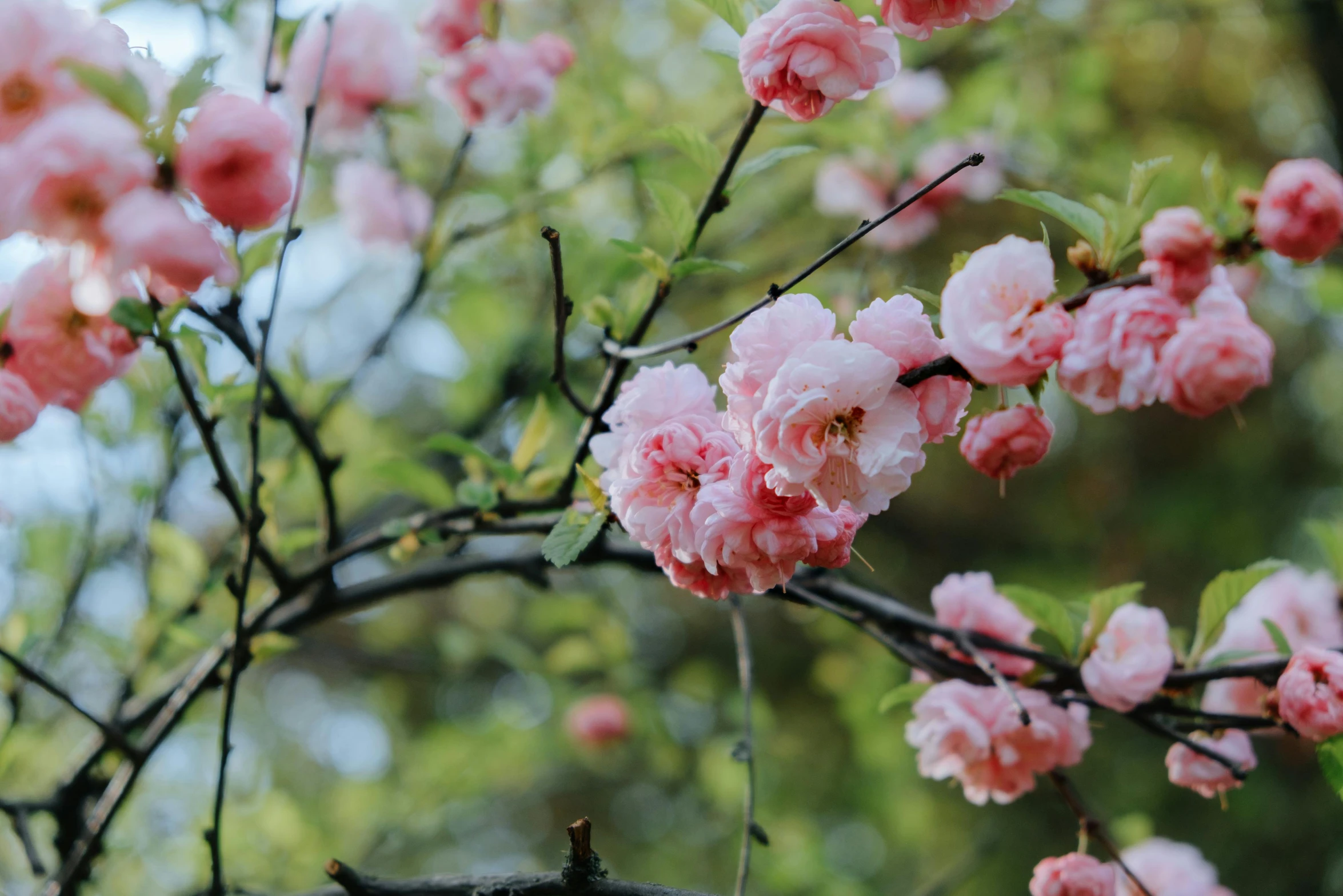 a bird sitting on top of a branch of a tree, a picture, inspired by Itō Jakuchū, unsplash, pink petals, fruit trees, gardening, manuka