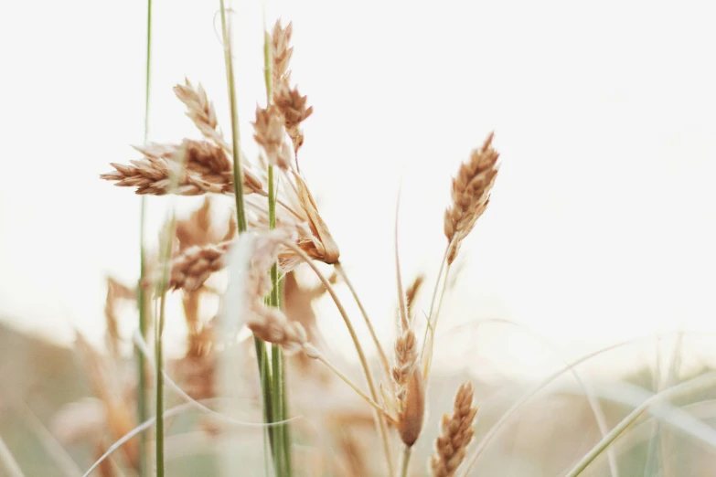 a close up of some tall grass in a field, by Carey Morris, trending on unsplash, white background, malt, ready to eat, instagram post