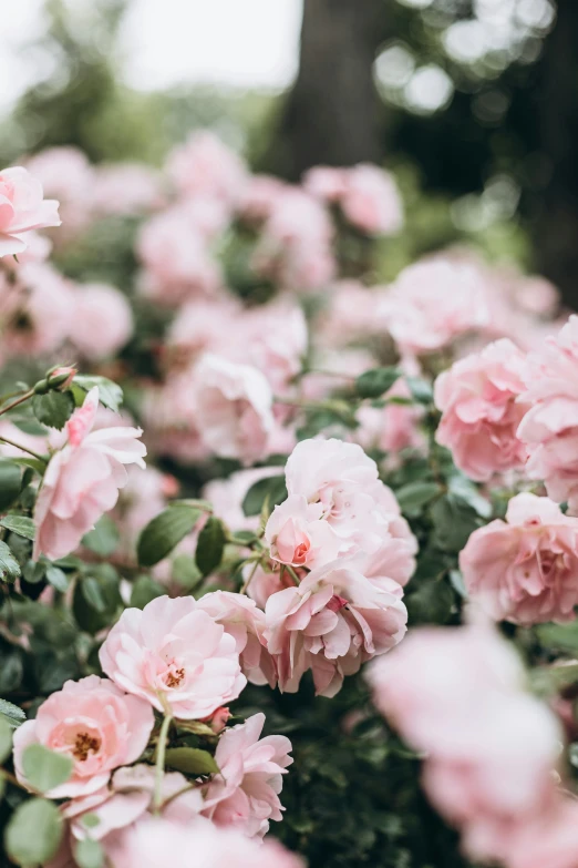 a bunch of pink flowers sitting on top of a lush green field, by Elsie Few, trending on unsplash, romanticism, pastel roses, low detail, manuka, rose garden