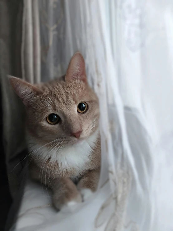 a cat sitting on top of a window sill, wearing translucent veils, hr ginger, baggy eyes, ethereal curtain