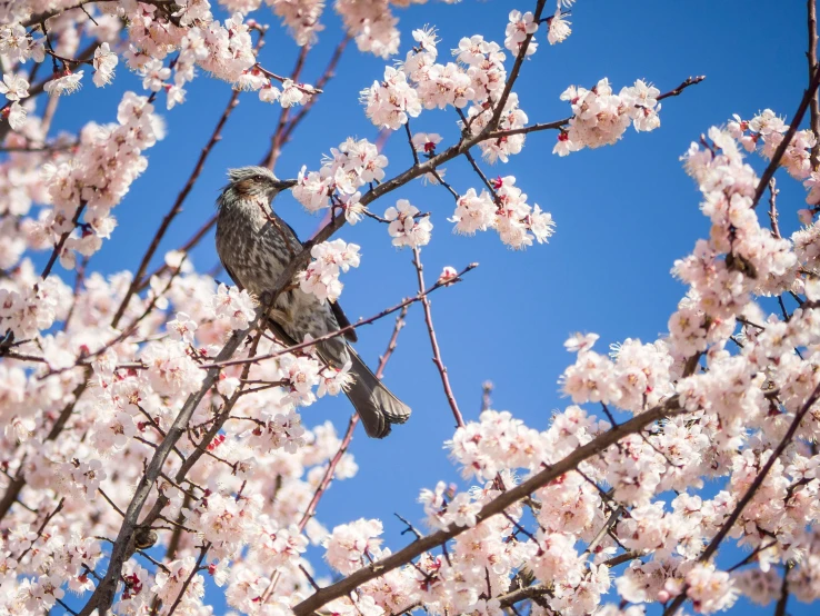 a bird perched on a branch of a cherry tree, by Lee Loughridge, unsplash contest winner, arabesque, almond blossom, tawny frogmouth, giant cherry trees, “ iron bark