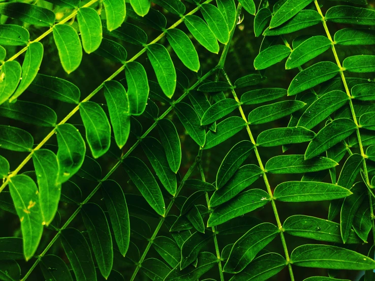 a close up of a plant with green leaves