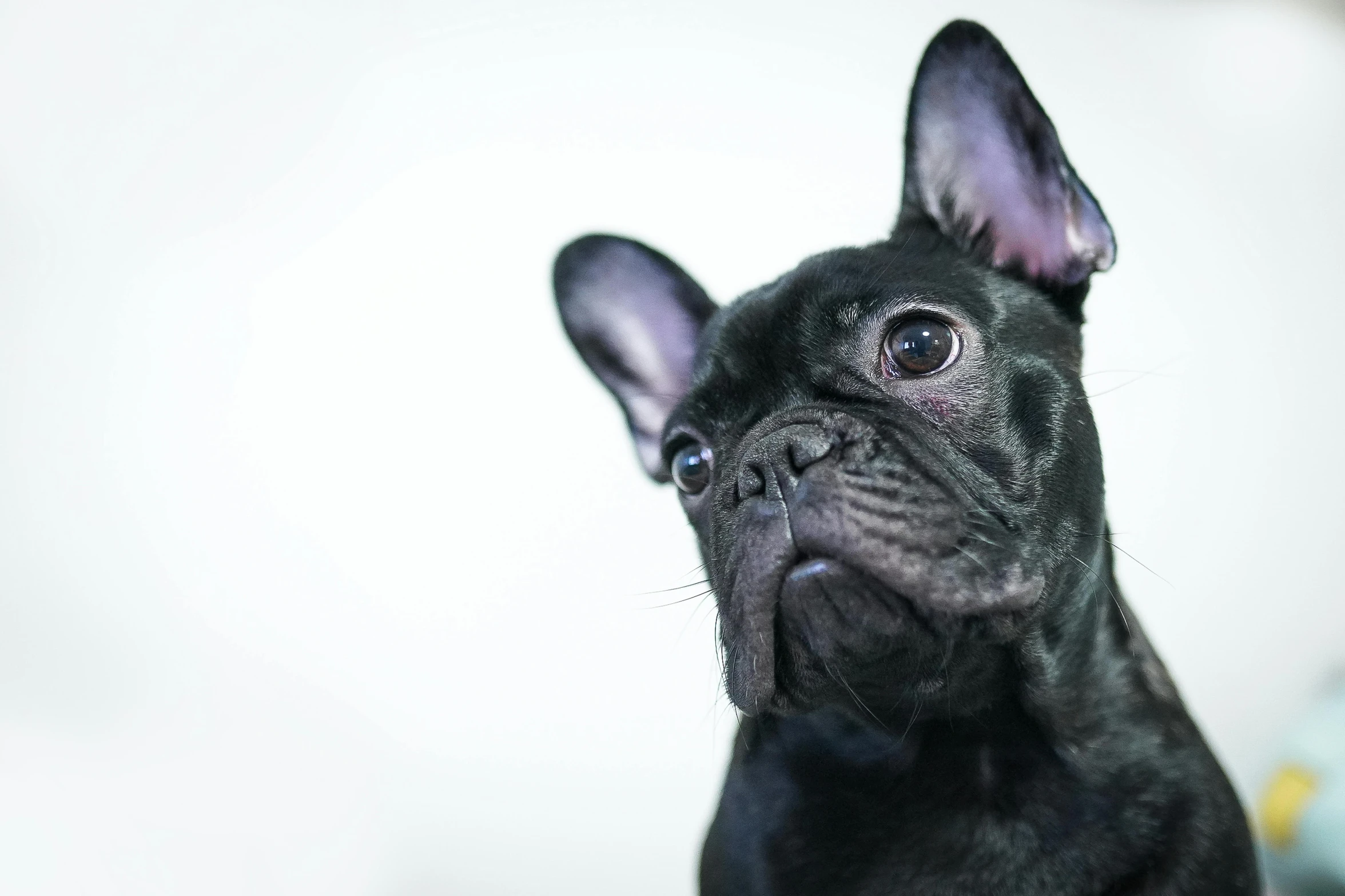a small black dog sitting on top of a bed, pexels contest winner, photorealism, french bulldog, close - up studio photo, youtube thumbnail, no words 4 k
