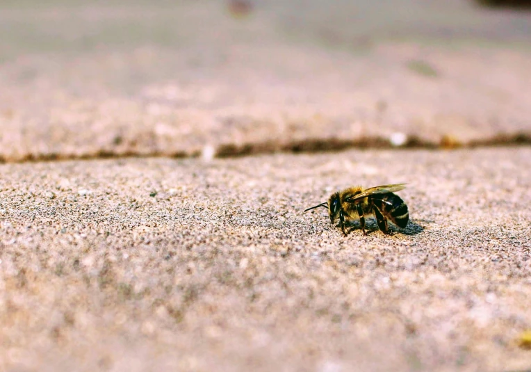 a close up of a bee on the ground, by Niko Henrichon, pexels contest winner, minimalism, on beach, video, ilustration, paved