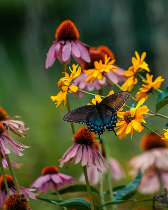 a butterfly that is sitting on some flowers, by Alison Geissler, unsplash contest winner, renaissance, black box on the field flowers, rainbow wings, 2 0 2 2 photo, moody colors