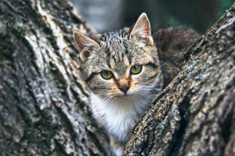 a cat that is sitting in a tree, a portrait, by Niko Henrichon, unsplash, getty images, rugged face, multilayer, a small