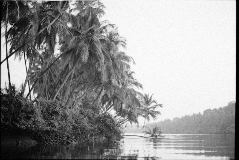 a black and white photo of a river with palm trees, by Max Dauthendey, thomas kinkad, kodak film photo, view from the lake, :: morning