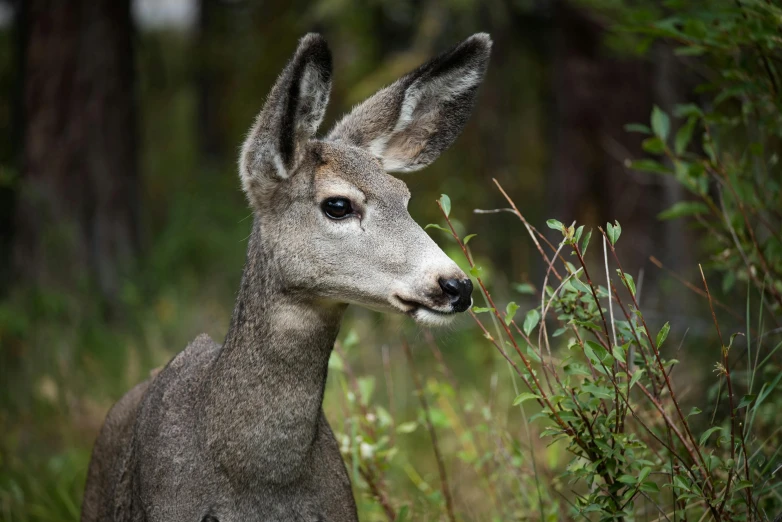 a deer that is standing in the grass, large grey eyes, mid 2 0's female, paul barson, australian