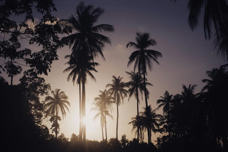 palm trees are silhouetted against the setting sun, inspired by Max Dupain, unsplash contest winner, sumatraism, illustration”, conde nast traveler photo, party in jungles, sri lanka