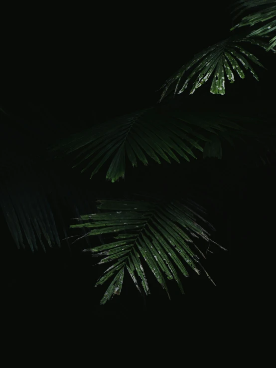 a bird sitting on top of a tree branch, an album cover, inspired by Elsa Bleda, unsplash contest winner, hurufiyya, palms, late night raining, black and green scheme, 4 k hd wallpapear