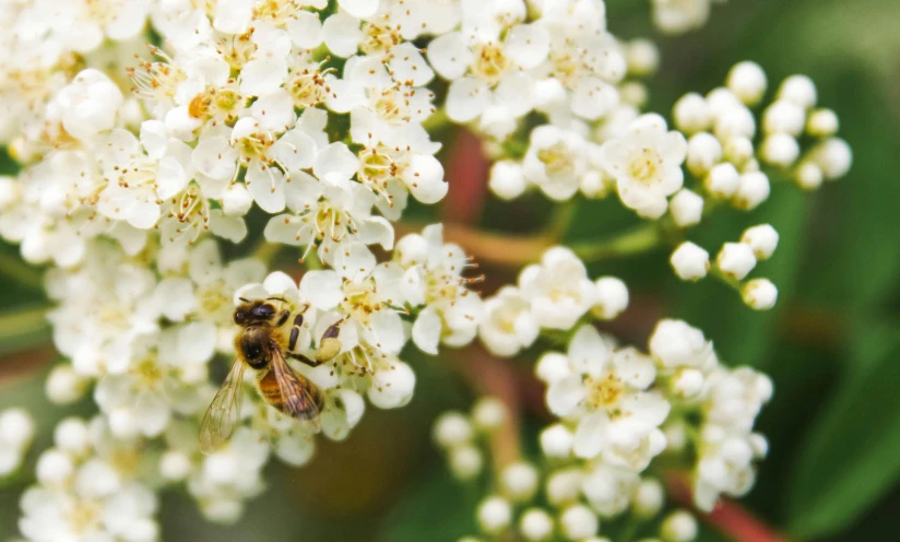 a bee sitting on top of a white flower, by Emma Andijewska, pexels, hurufiyya, “berries, wearing gilded ribes, full frame image, digital image