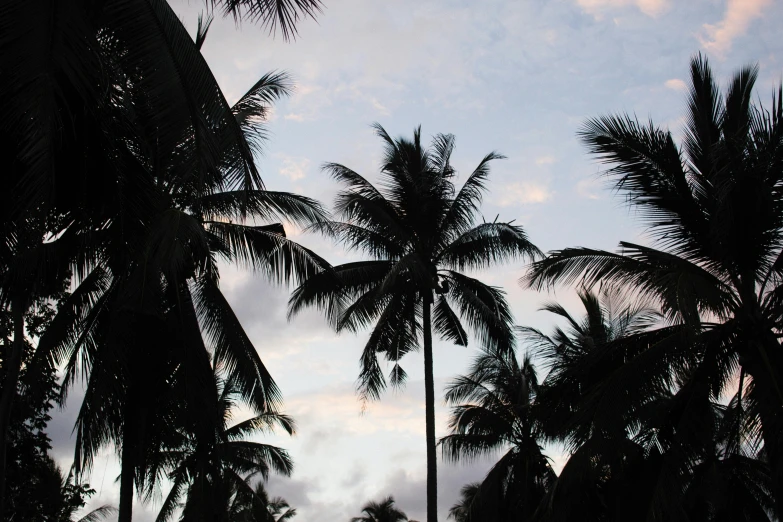 a group of palm trees are silhouetted against a cloudy sky, by Rachel Reckitt, unsplash, hurufiyya, coconuts, multiple stories, helio oiticica, conde nast traveler photo