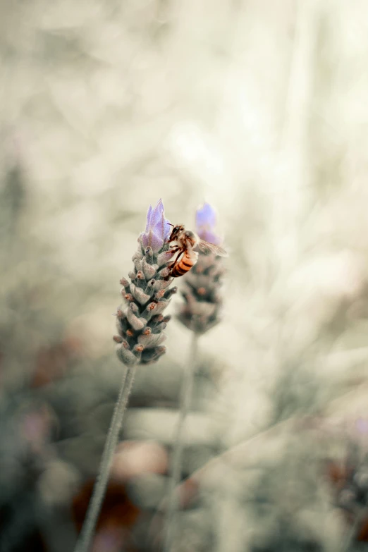 a bee sitting on top of a purple flower, muted blue and red tones, lavender, multiple stories, photograph