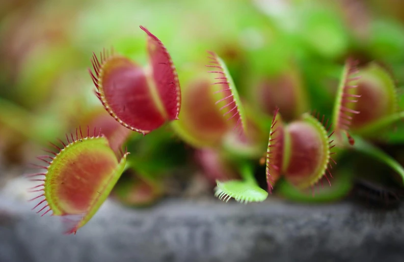 a close up of a plant with a lot of leaves, a macro photograph, by Maeda Masao, trending on pexels, hurufiyya, snap traps of dionaea muscipula, tiny crimson petals falling, alien-like, potted plants