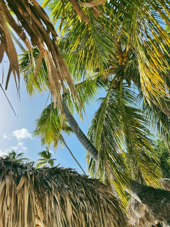 a woman sitting on a beach under a palm tree, a screenshot, unsplash, view from below, thatched roofs, up close shot, puerto rico