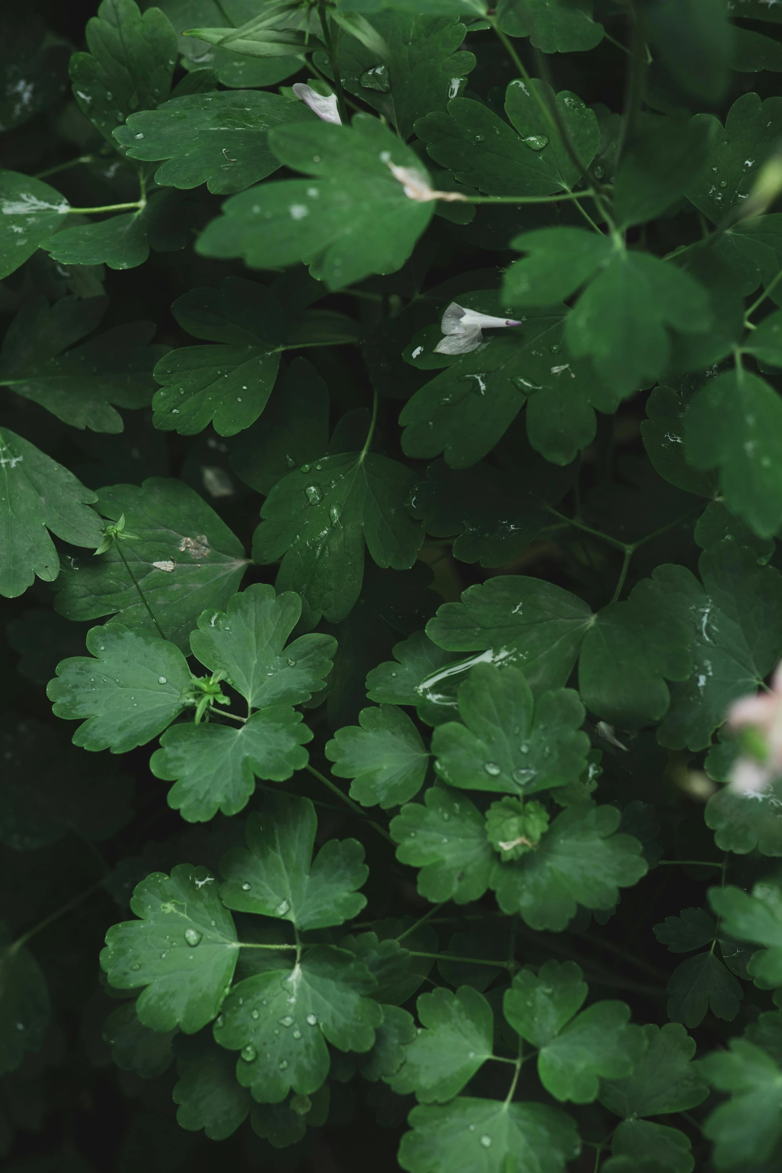 a close up of a plant with green leaves, clover, shrubs, it's raining, julia sarda