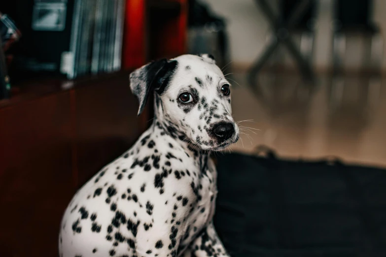 a dalmatian dog sitting on a couch looking at the camera, pexels contest winner, white freckles, mixed animal, photo realistic image, sitting on the floor