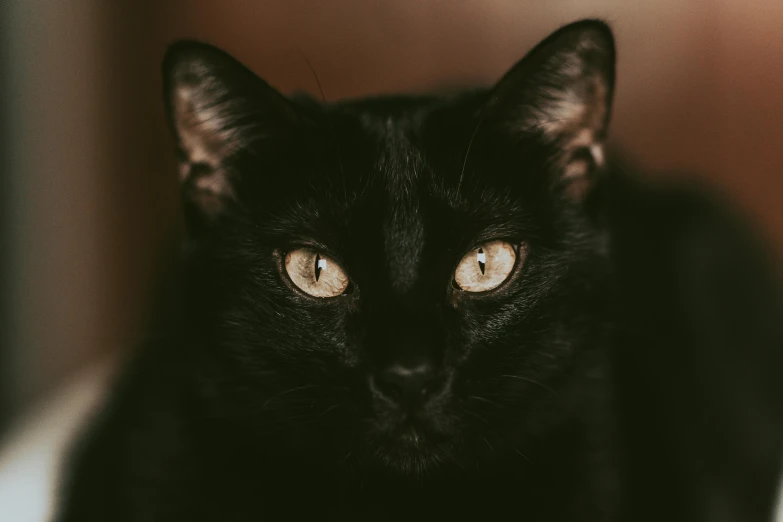 a black cat sitting on top of a bed, pexels contest winner, portrait of a sharp eyed, instagram post, closeup 4k, black main color