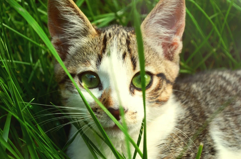 a cat that is laying in the grass, an album cover, by Julia Pishtar, unsplash, accurate green eyes, hunting, avatar image, heterochromia