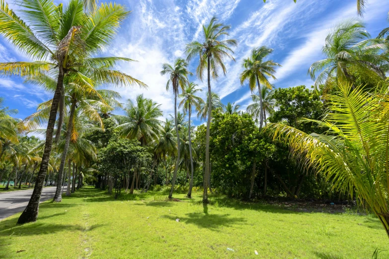a lush green field with palm trees in the background, beachfront, lush jungle, in marijuanas gardens, malika favre