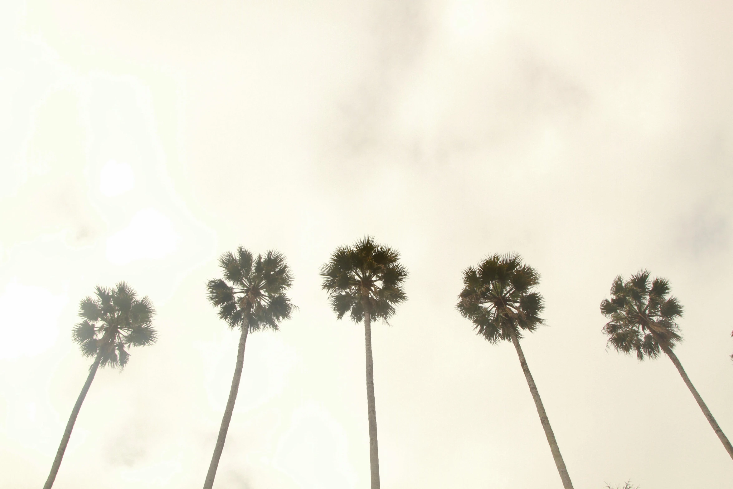 a row of palm trees against a cloudy sky, inspired by Edward Ruscha, unsplash, minimalism, photographic print, grey, coconuts, !dream los angeles