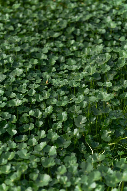 a white teddy bear sitting on top of a lush green field, background full of lucky clovers, zoomed in, rows of lush crops, corps scattered on the ground