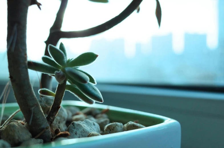 a close up of a plant in a pot, inspired by Elsa Bleda, unsplash, soft glowing windows, blue bonsai, patchy cactus, low - angle shot