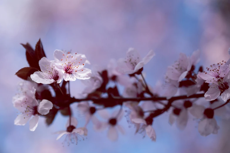 a branch with white flowers against a blue sky, an album cover, by Niko Henrichon, trending on unsplash, soft light 4 k in pink, plum blossom, paul barson, medium format