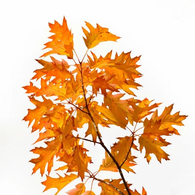 a tree with orange leaves against a white sky, by Carey Morris, pexels, visual art, an isolated hydrangea plant, oak leaves!!, yellow orange, closeup view