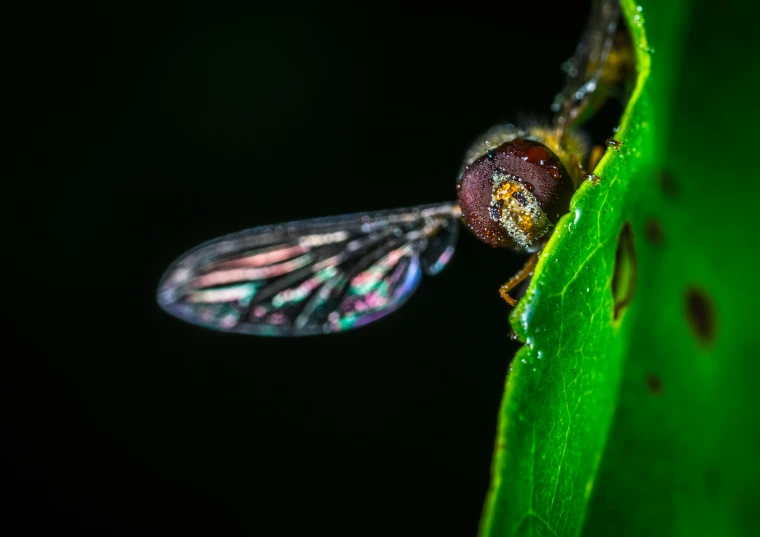 a close up of a fly on a leaf, a macro photograph, pexels contest winner, hurufiyya, rainbow fireflies, avatar image, close full body shot, shot on sony a 7 iii