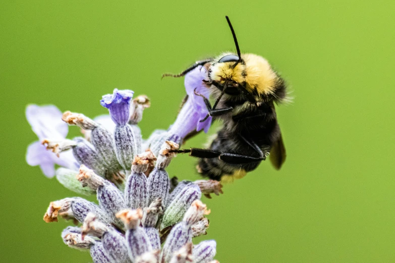 a bee sitting on top of a purple flower, facing the camera