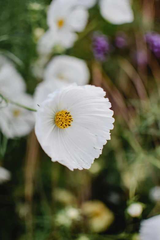 a close up of a white flower in a field, by Jessie Algie, unsplash, miniature cosmos, in a cottagecore flower garden, gold flaked flowers, bright white porcelain