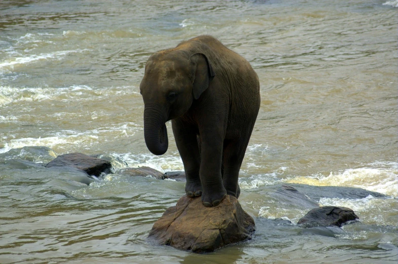 a baby elephant standing on top of a rock in a river, pexels contest winner, sri lanka, embarrassing, wet climate, brown
