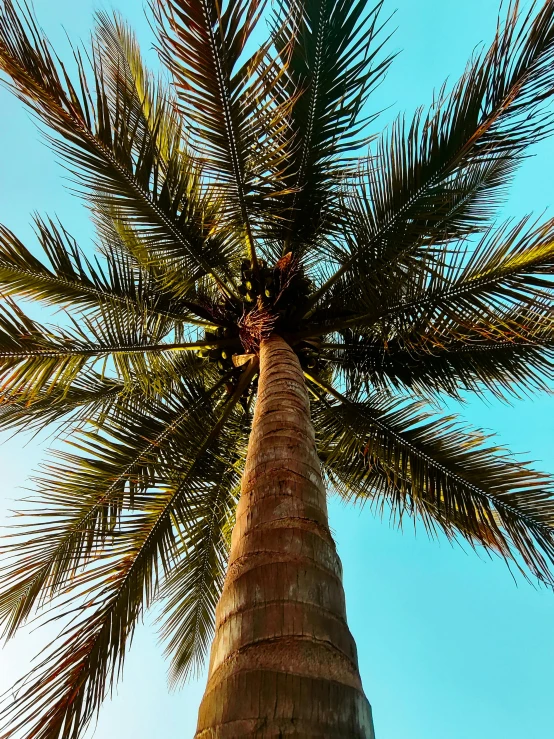 a palm tree with a blue sky in the background, profile image, multiple stories, instagram picture, conde nast traveler photo