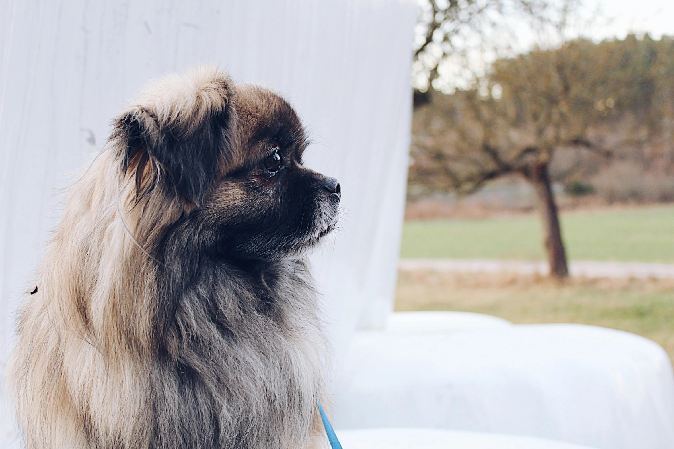 a close up of a small dog on a leash, by Emma Andijewska, sitting on a window sill, square, at a park, looking into the distance