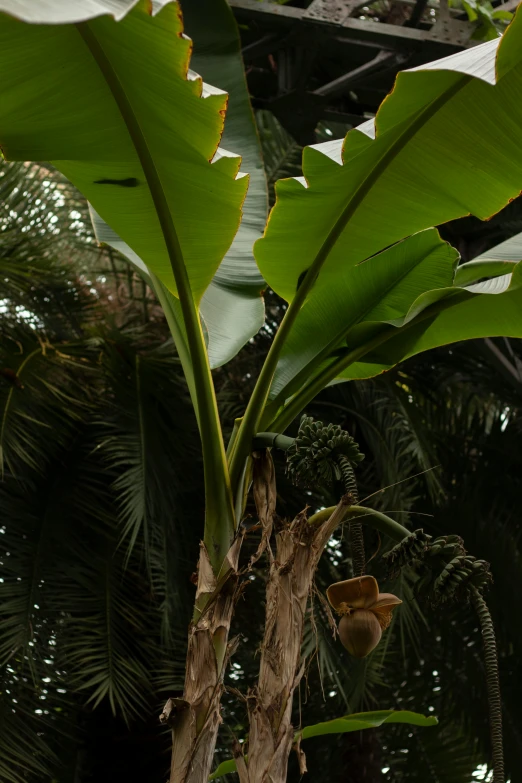 a banana tree with a bunch of bananas on it, a screenshot, by Philip de Koninck, unsplash, sumatraism, exterior botanical garden, view from bottom to top, late morning, wild foliage