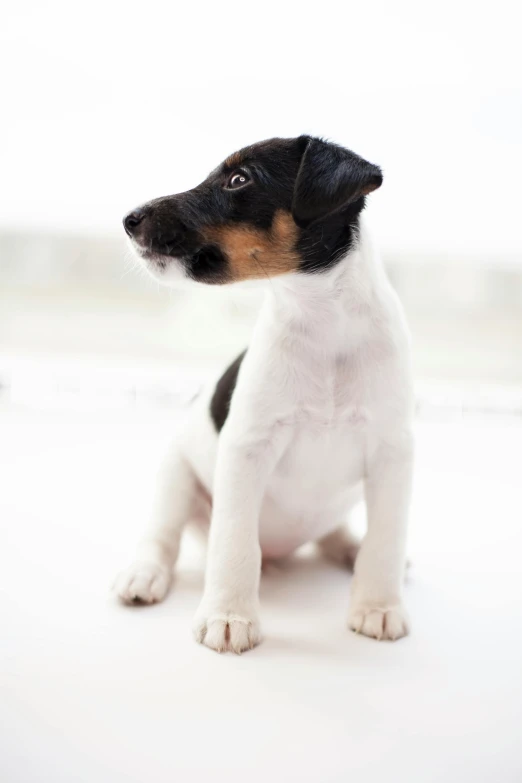a small black and white dog sitting on a white surface, inspired by Elke Vogelsang, shutterstock contest winner, puppies, three quarter profile, jack russel terrier, geometrically realistic