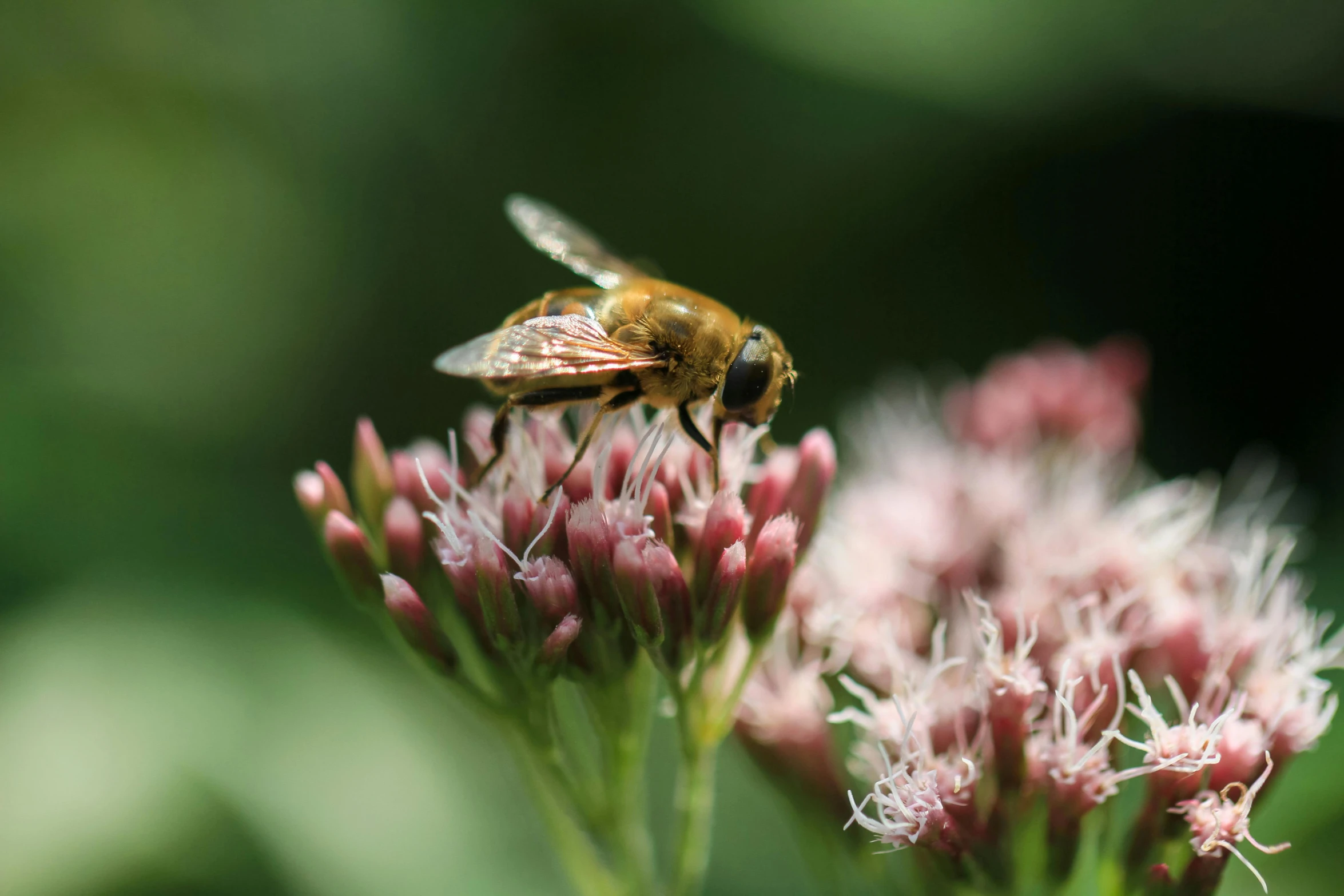 a close up of a bee on a flower, unsplash, hurufiyya, paul barson, pink bees, brown, 2000s photo