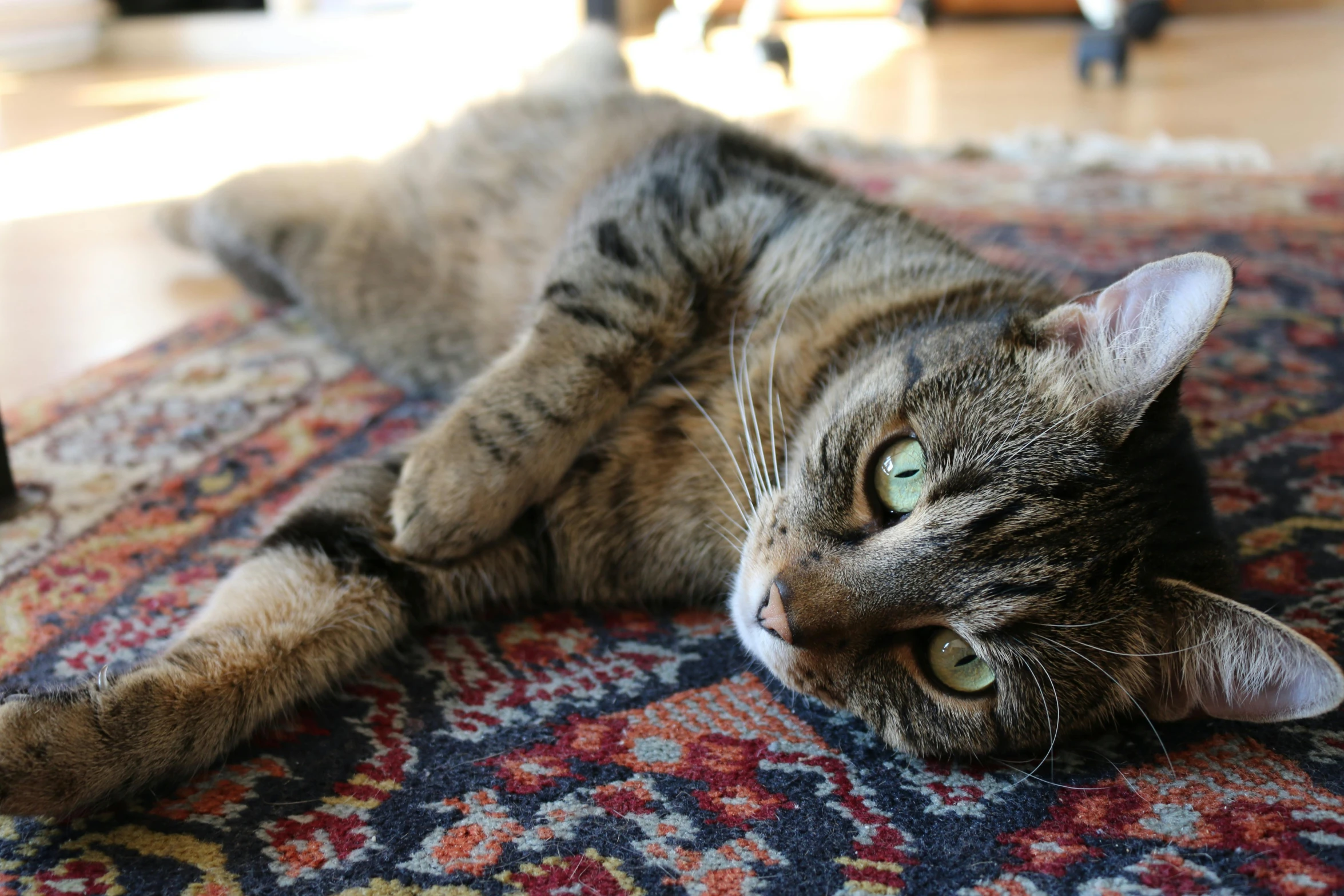 a cat laying on top of a rug on the floor, by Carey Morris, pexels contest winner, arabesque, warm friendly face, mixed animal, four legs, smooth detailed