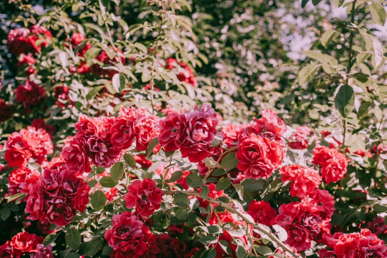 a bush of red roses with green leaves, by Emma Andijewska, unsplash, fan favorite, pink trees, background image, mixed art