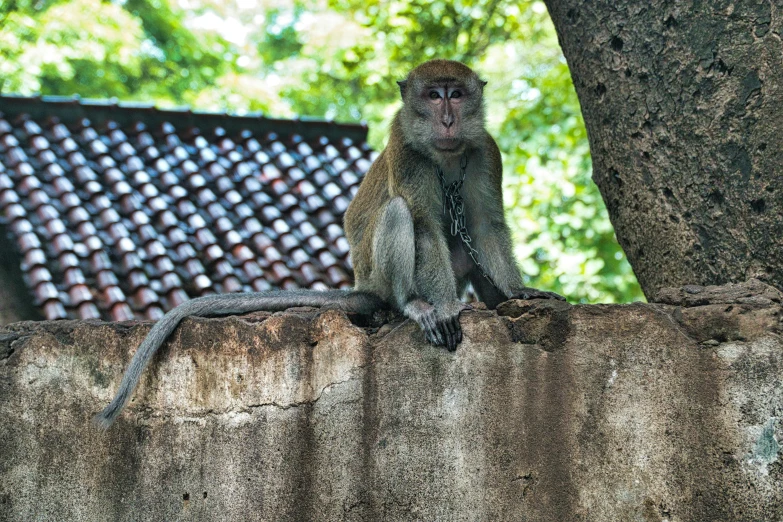 a monkey sitting on top of a cement wall, dormant in chains, lush surroundings, myanmar, anthropology photo”